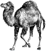 Logo: the Perl Camel
