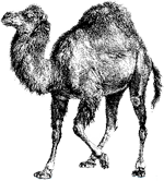 Logo: the Perl Camel Logo: the Perl Camel